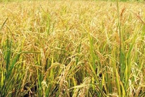 Kharif Marketing Season