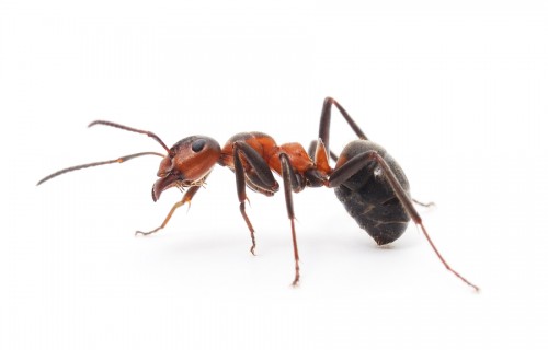 Isolated Red Ant