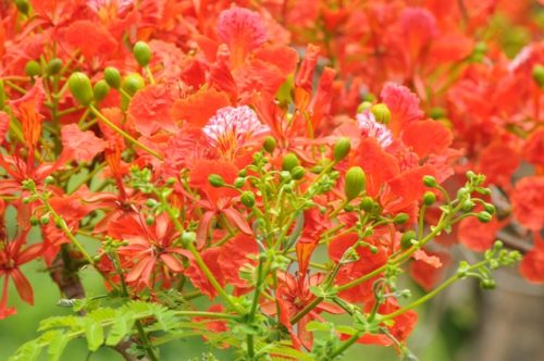RAJ_2599