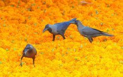 Amazing visuals of Crows on Flowers