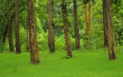 Views from Muthanga, Wayanad