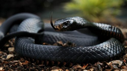 black poisonous cobra