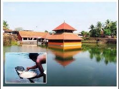 The Vegetarian Crocodile