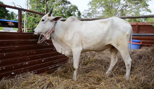 ongole-1-3