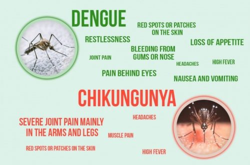 dengue-and-chikungunya