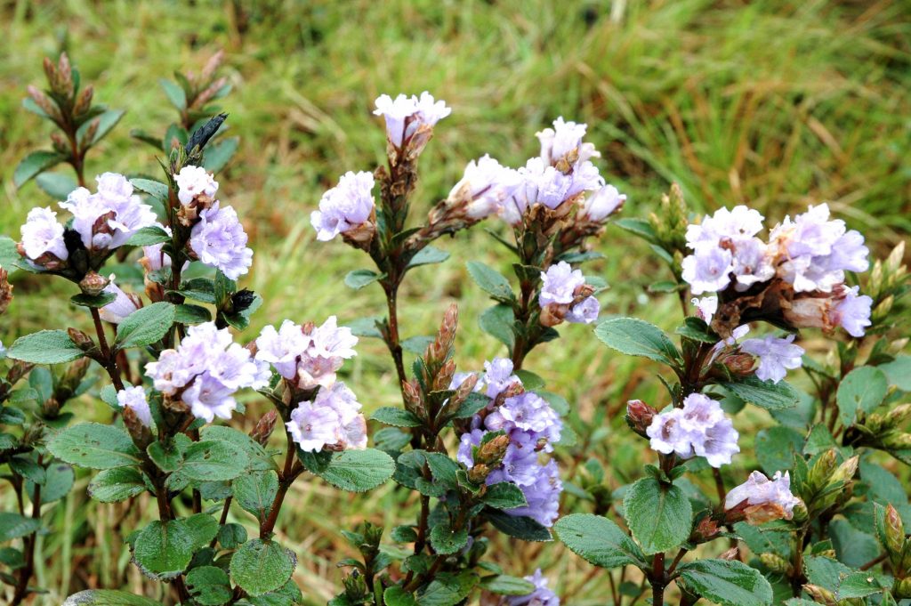 Strobilanthes kunthiana (Neelakurinji)
