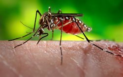 Zika Virus in India and Prevention