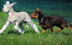 OLD CHINESE Wisdom :A moral story