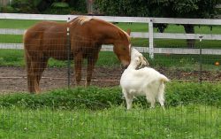 There was a farmer who had a horse and a goat…..