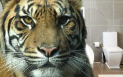 Kaizen Story: Tiger in the Toilet
