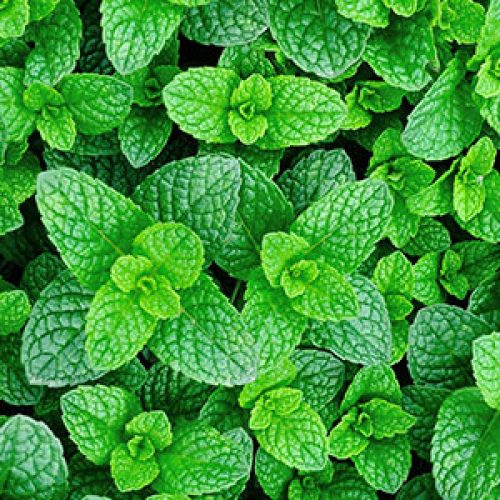 Mint Drops