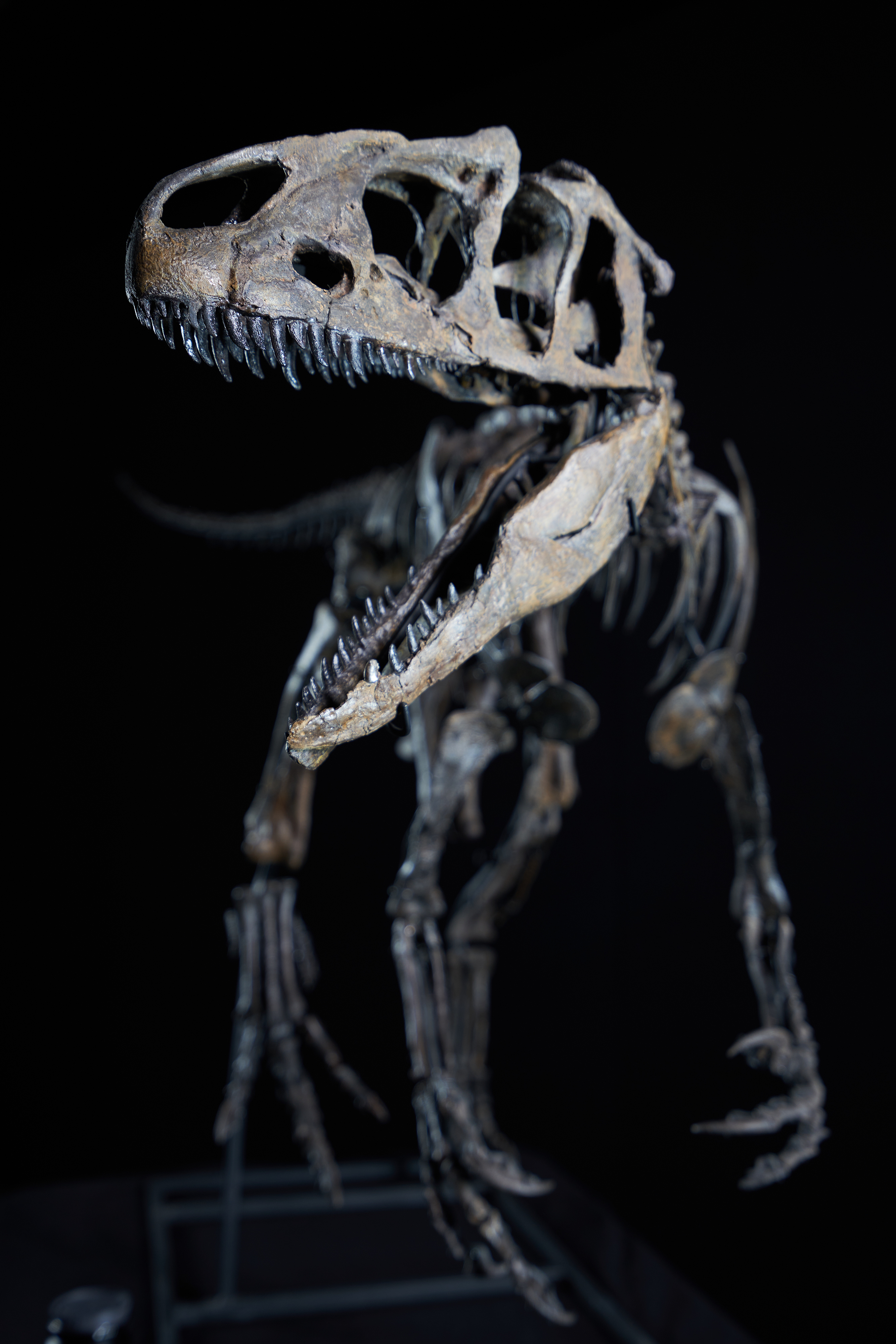 Allosaurus-LittleAl-2.jpg