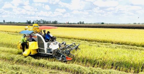 The-Vietnam-s-rice-industry-a-jo