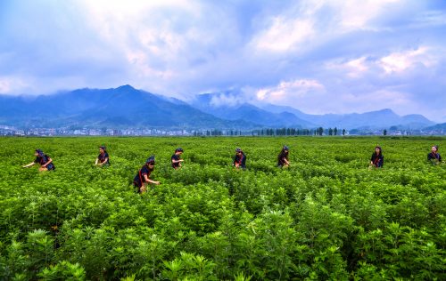 The-farmers-of-Qichun-are-pickin