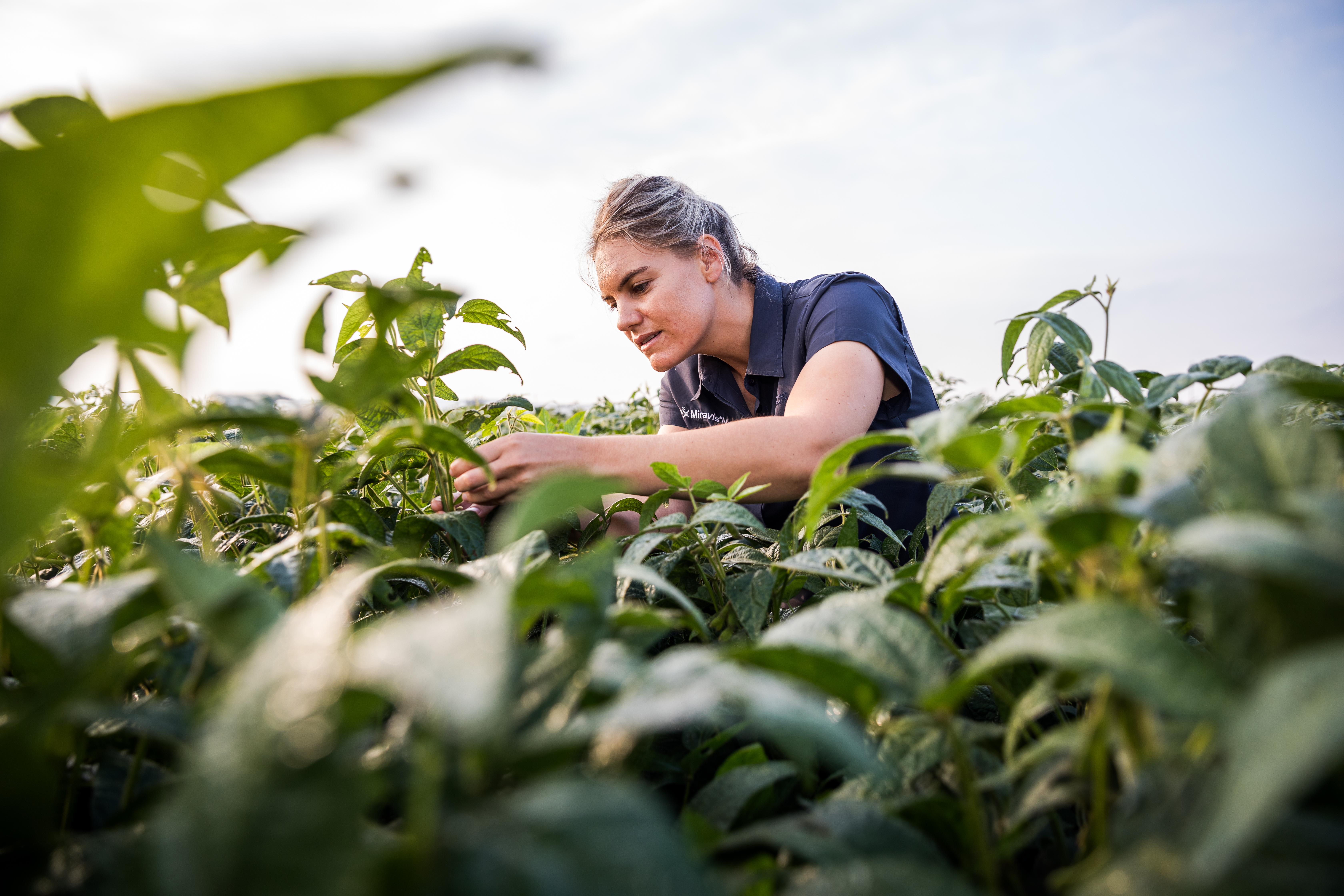 Female farmer inspecting soyabean crops in field for sclerotinia (sclerotinia sclerotiorum) damage