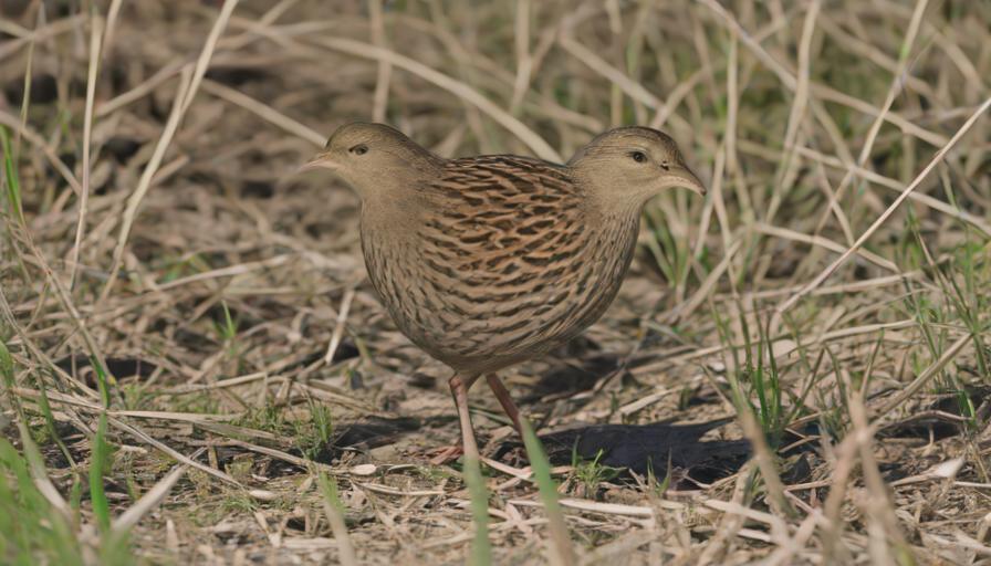 Crex Explained: The Corncrake’s Genus, Habitat, and Conservation