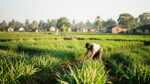 PM Kisan 24th Installment Released: Check Payment Status and eKYC Rules