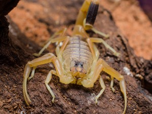 Death Stalker Scorpion