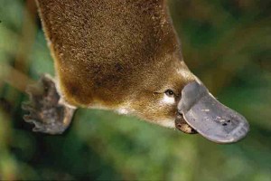 Duck-Billed Platypus