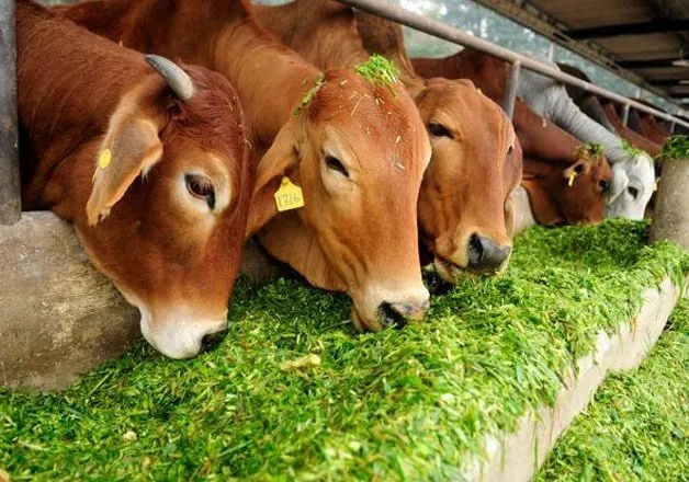 cow slaughter