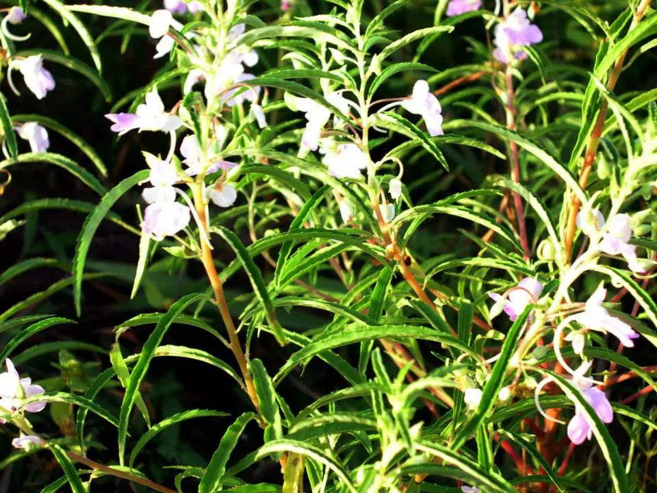 1174913_10201882123917723_1425606138_n