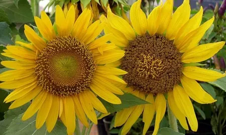 1186200 10201882119277607 1274490389 N