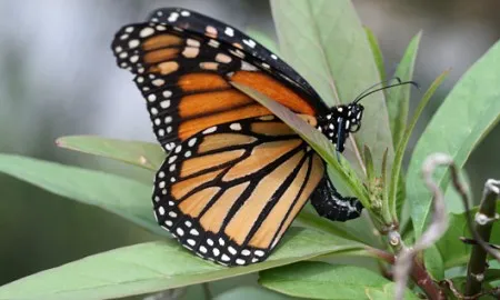 Butterfly Laying Few Eggs