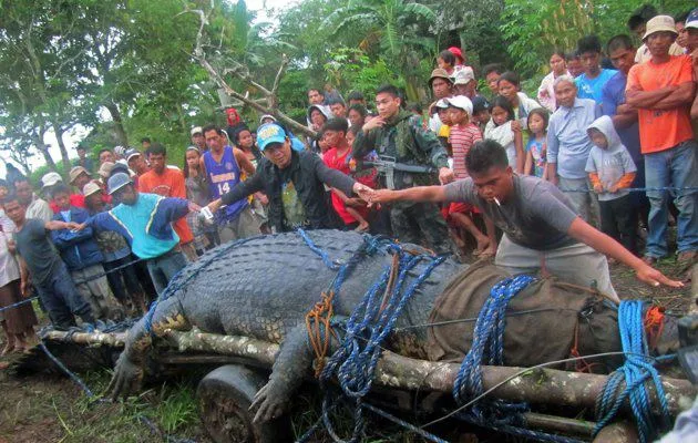 CROCODILE ONE TON ..