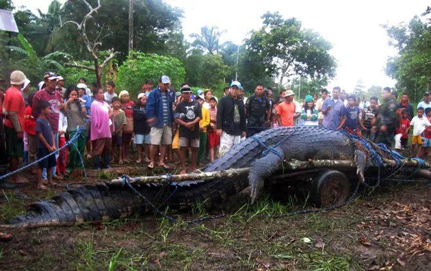 CROCODILE ONE TON