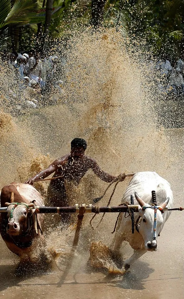 Kalapoottu matsaram held in Malappuram1