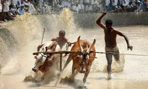 Kalapoottu Matsaram.