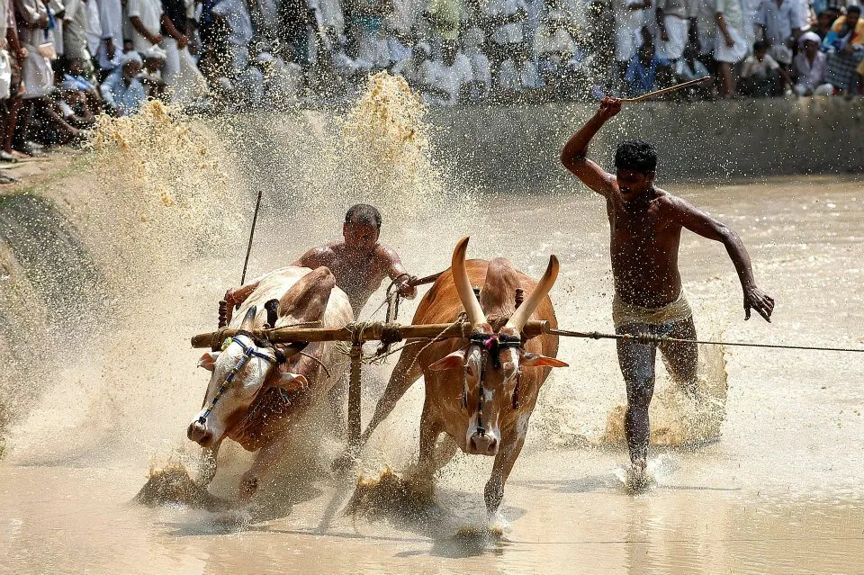 Kalapoottu matsaram