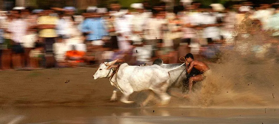 Kalapoottu matsaram2