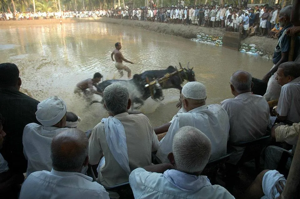 Kalapoottu matsaram3
