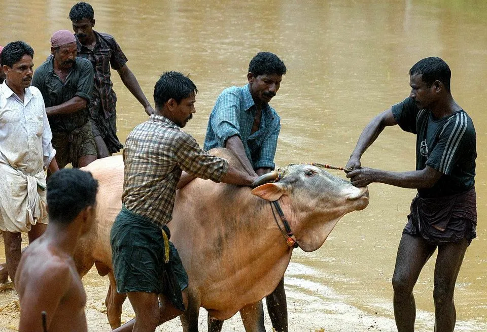 Kalapoottu matsaram4