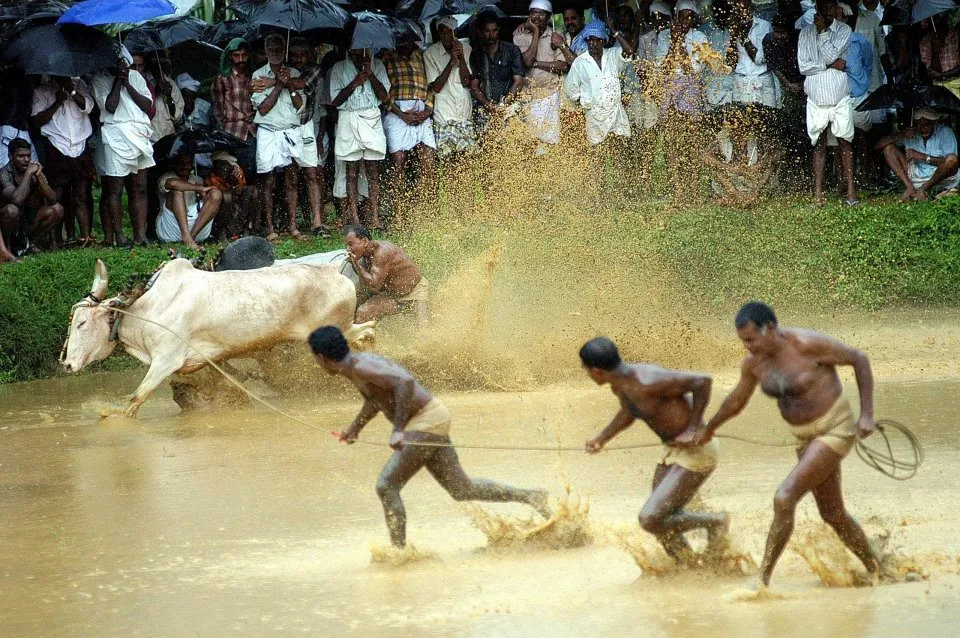 Kalapoottu matsaram5
