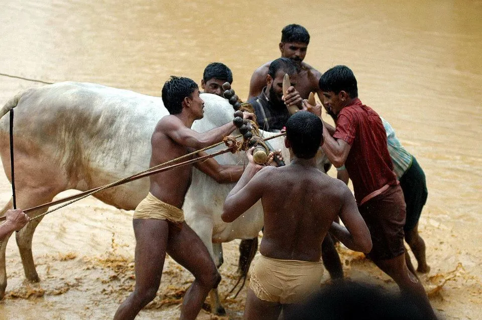 Kalapoottu matsaram7