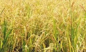 Kharif Marketing Season