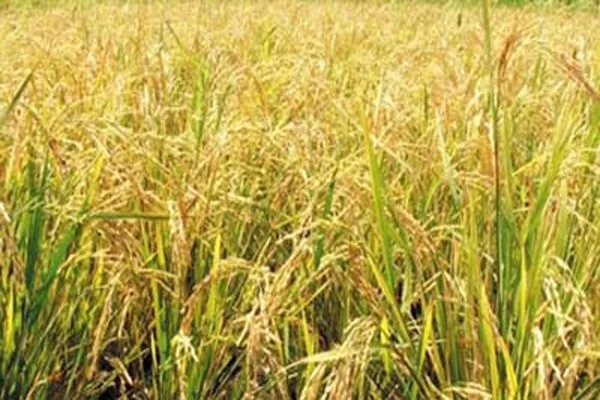 Kharif Marketing Season