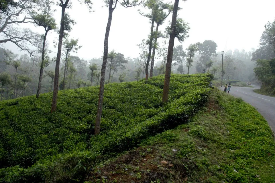 Mepadi 5