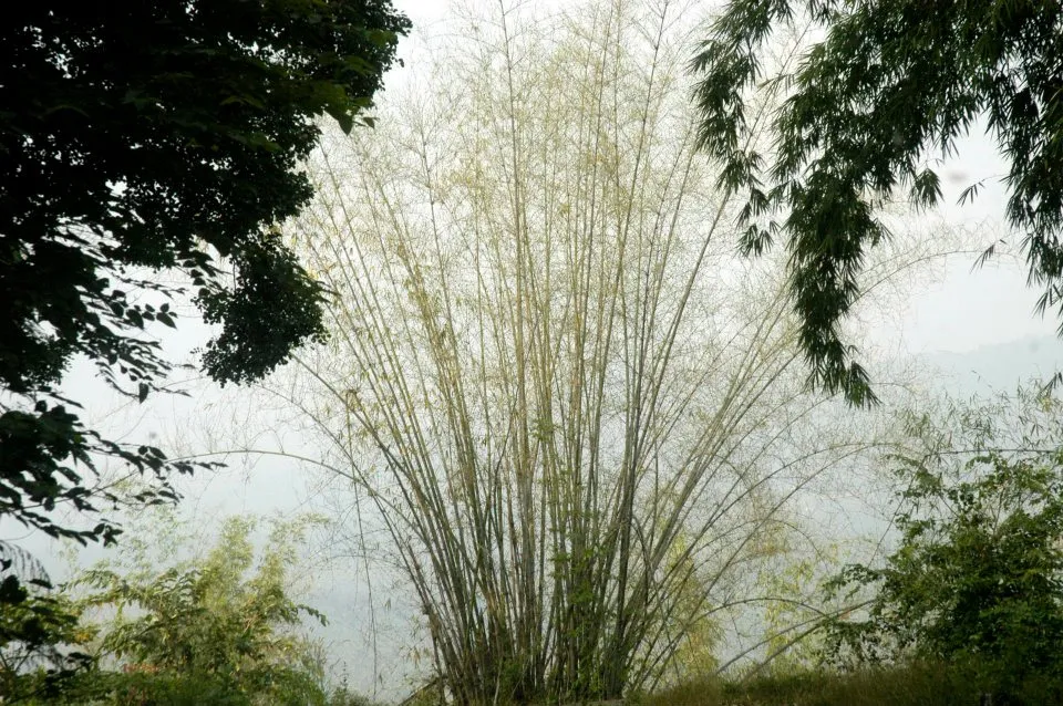 Mepadi5