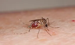Mosquito Borne Zika Virus