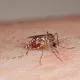 Mosquito Borne Zika Virus
