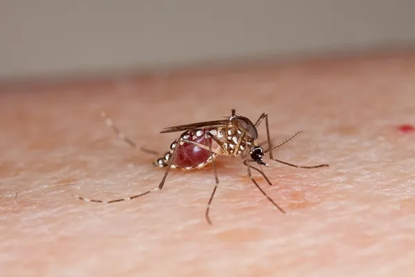 Mosquito Borne Zika Virus