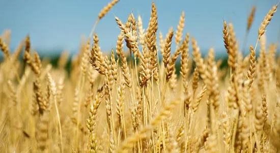 Rabi Crops