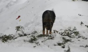 Shimla Kullu Manali4r