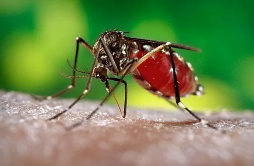 Symptoms Of Mosquito Borne Zika Virus