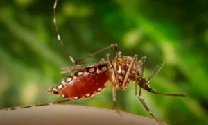 Zika Virus