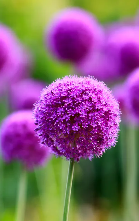 gn_gallery_for_contact_photo7