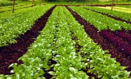 Organic Farming